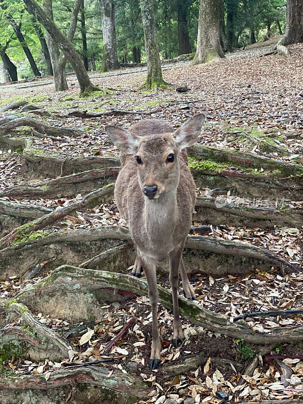 雄伟的库尔鹿(Axis kuhlii)在风景秀丽的奈良公园，日本